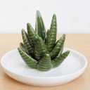 PUDDING CABIN Aloe Ring Holder,Cactus Ring Dish,Jewelry Holder Trinket Tray for Rings Earrings Necklace Organizer,Bridesmaid Christmas Birthday Gift for Women Girls