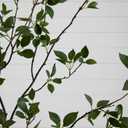 Nearly Natural 8ft Minimalist Artificial Citrus Tree, Faux Greenery for Indoor Living Room Home Decor