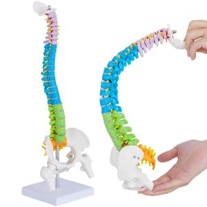 Mini Spine Anatomy Model - 15.5 Flexible Miniature Human Color Spine Model with All Nerves for Medical Learning - Vertebra Spine Model for Instruction Teaching, Study and Display Mini Spine Anatomy Model - 15.5 Flexible Miniature Human Color Spine Model with All Nerves for Medical Learning - Vertebra Spine Model for Instruction Teaching, Study and Display