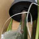 VeriNatural 7ft Bird of Paradise Artificial Plant with Planter