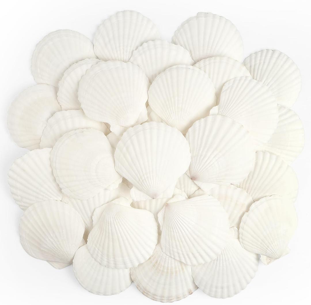 Jangostor 20 PCS Scallop Shells Natural Seashell, 2.3" to 3.5" White Scallop Shells Large Seashells for Crafts Wedding Decor Beach Theme Party, Fish Tank and Vase Filler