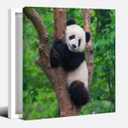Black and White Animal Cute Panda Canvas Art Poster and Wall Art Picture Print Modern Family Bedroom Decor 12x12inch Framed (style)