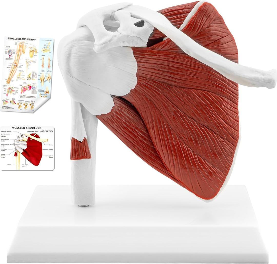 TYRRDE Muscled Shoulder Joint Model, 1:1 Life Size Human Body Right Shoulder Anatomy Model with Ligaments, Clear Muscle Lines, Durable Structure, 3D Removable Base, Manual for Medical Educational Training (WHITE)